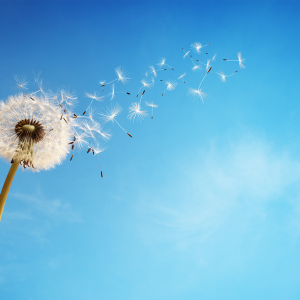 Curso Alergias, Atopia, Anafilaxia & Antibióticos